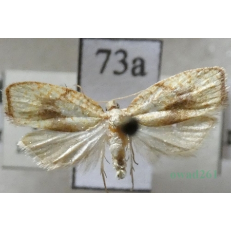 Acleris bergmanniana (Linnaeus, 1758) Czech73a